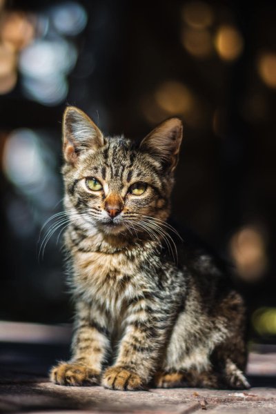 Katjes: Welke past purrr-fect bij jou?